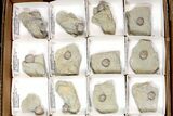Lot: Blastoid Fossils On Shale From Illinois - Pieces #134138-2